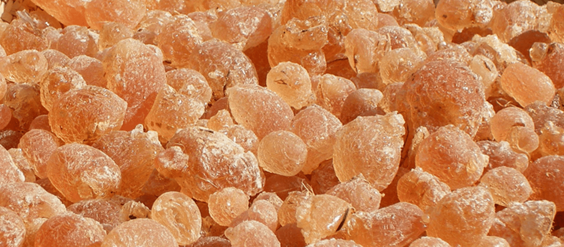 Acacia tree / gum arabic