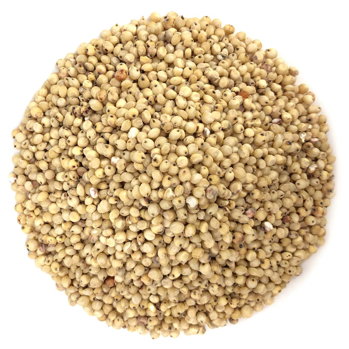 Sorghum